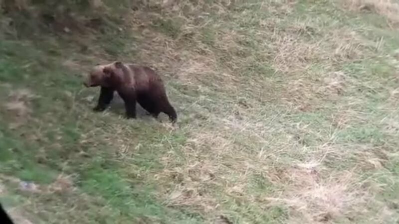 NARCEA.-Los osos vuelven a amenazar al ganado en Besullo