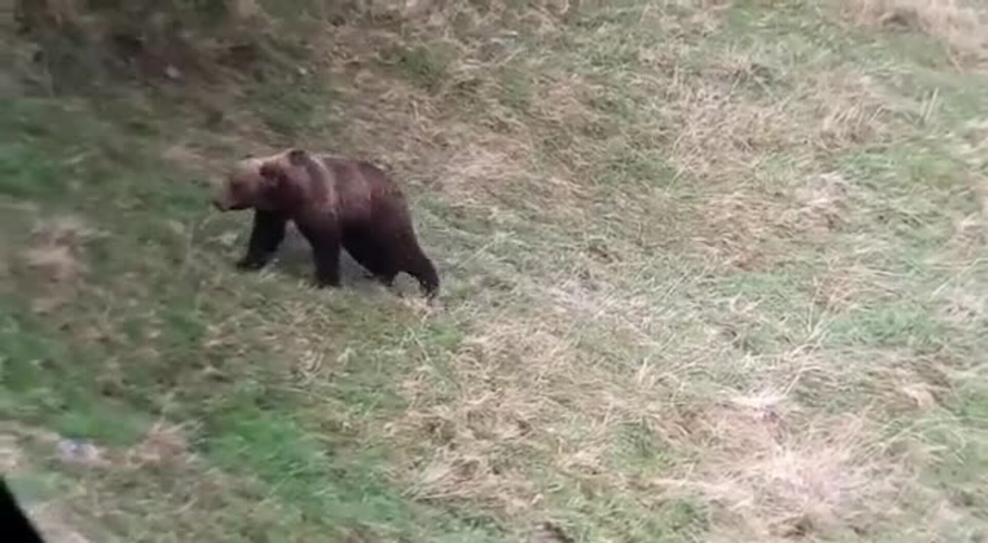 NARCEA.-Los osos vuelven a amenazar al ganado en Besullo