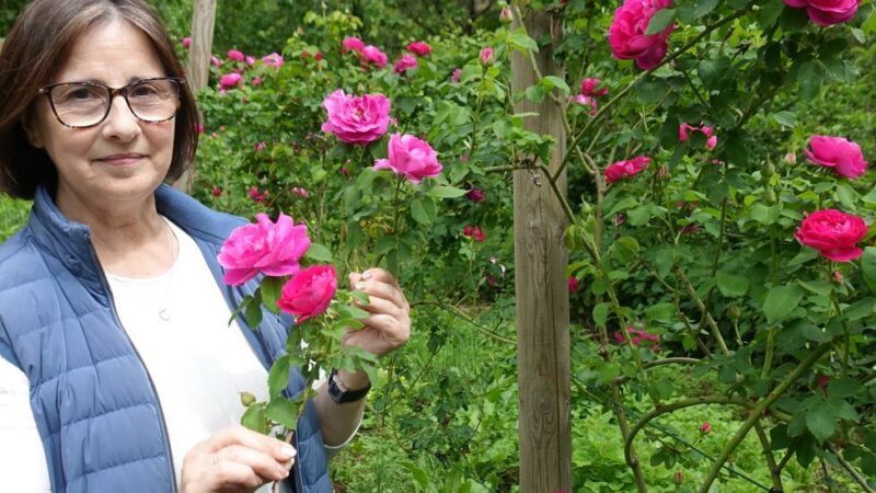 CANGAS.- Una empresa asturiana busca las posibilidades de ‘Rosa Narcea’