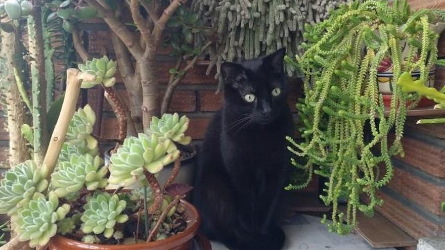 CANGAS DEL NARCEA.- «Las brujas de la Veiga’l Palo