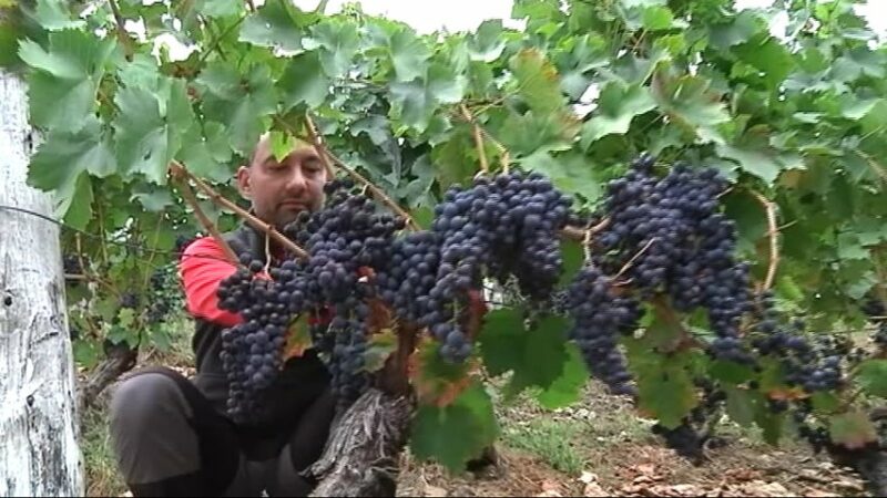 CANGAS DEL NARCEA.- La DOP entrega sus premios y reconocimientos